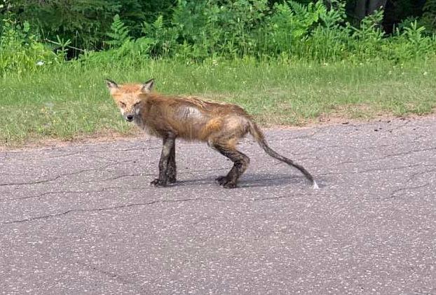 Mangy Red Fox Trails Runner The Eastern Graphic Peicanada Com