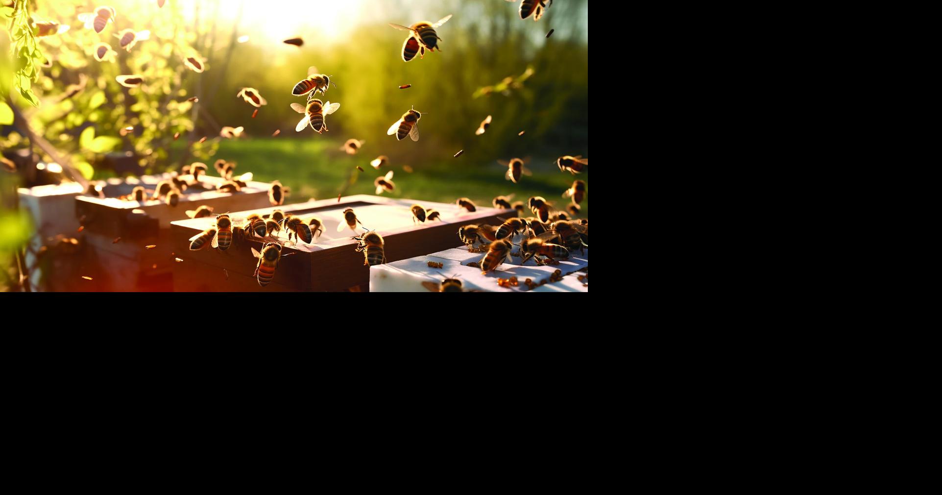 PEI honey, potatoes avoid worst of Trump tariff threats