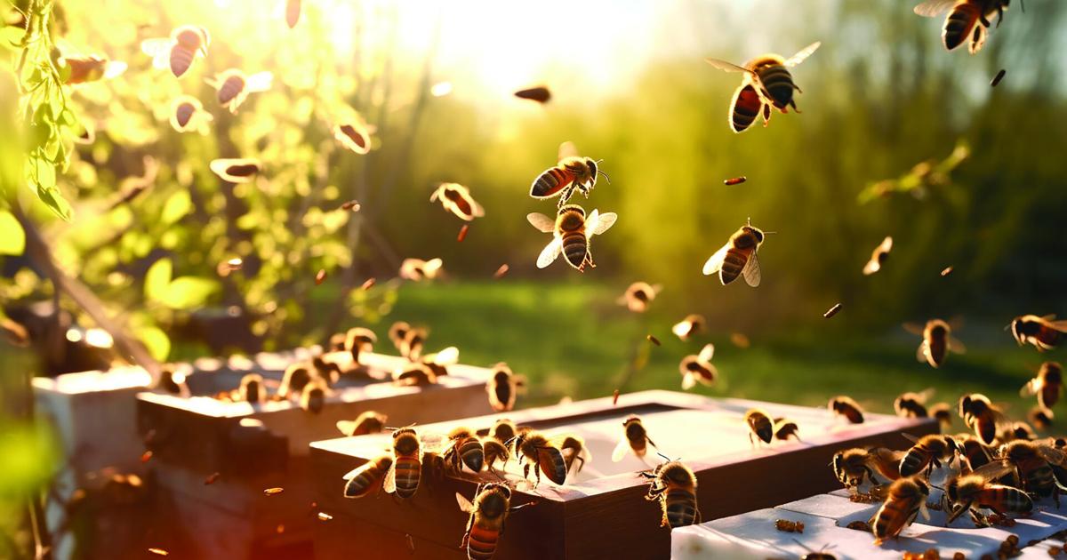PEI honey, potatoes avoid worst of Trump tariff threats