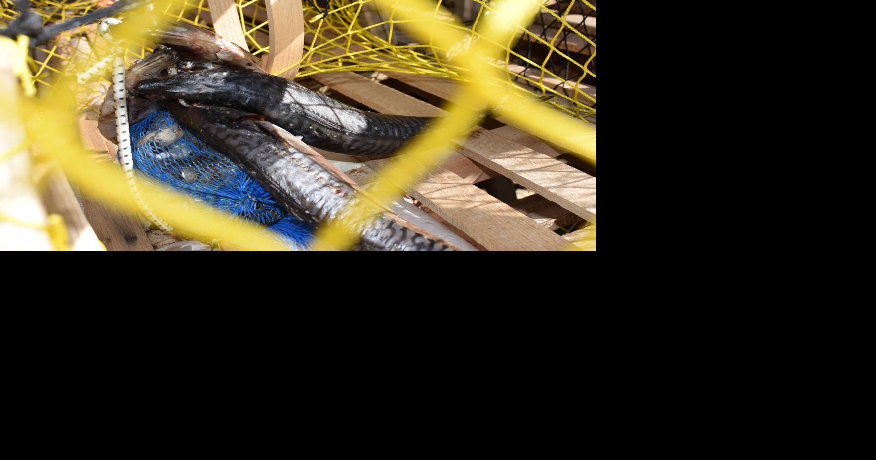 Cut in mackerel quota creates ripple effect The Eastern Graphic