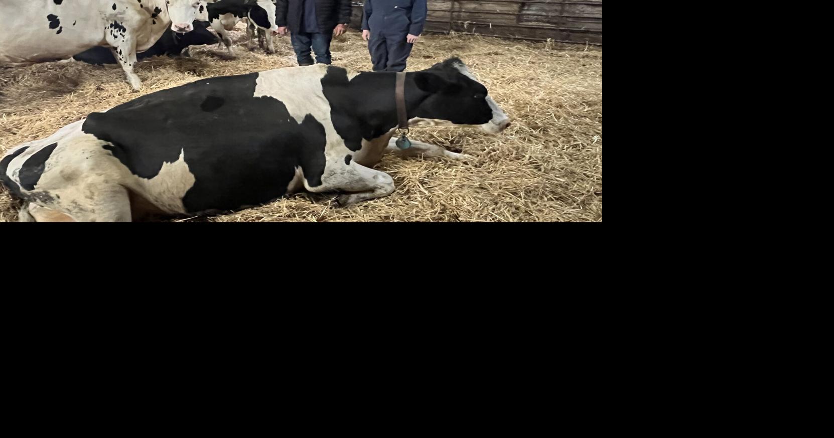 Comfort, consistency carries Stavert family to milk quality award
