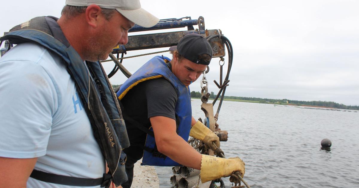 Canadian Shellfish Students learning the ins and outs of the shellfish industry | West ...