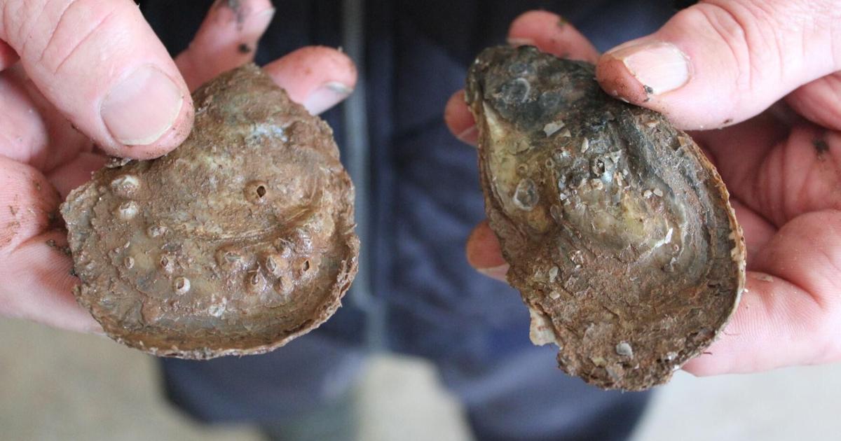 PEI oyster crisis worsens as federal support falls short
