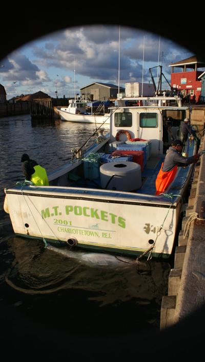 Tuna selling at a higher price for some local fishermen | The Eastern ...