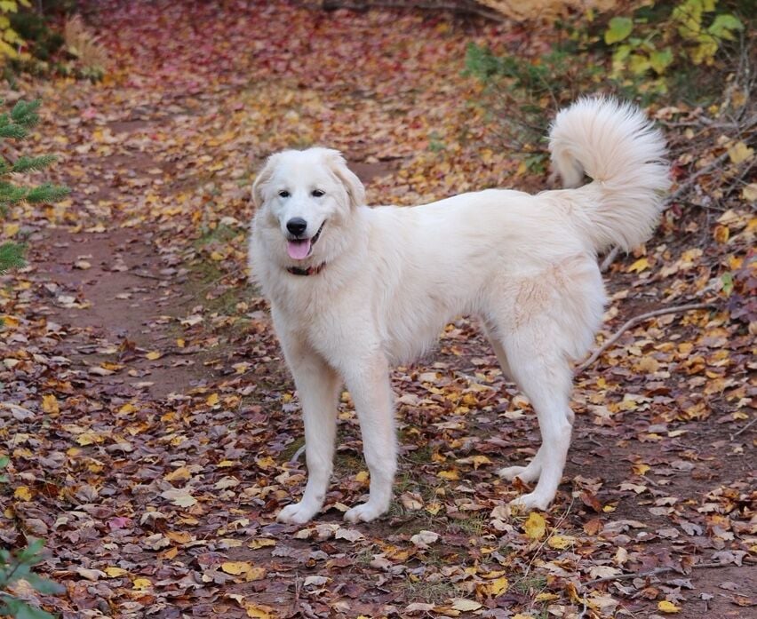 Do Dogs Change After Their First Season