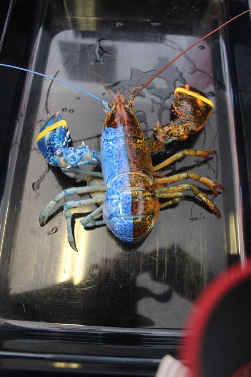 Catch of the day a colourful surprise for local fisher