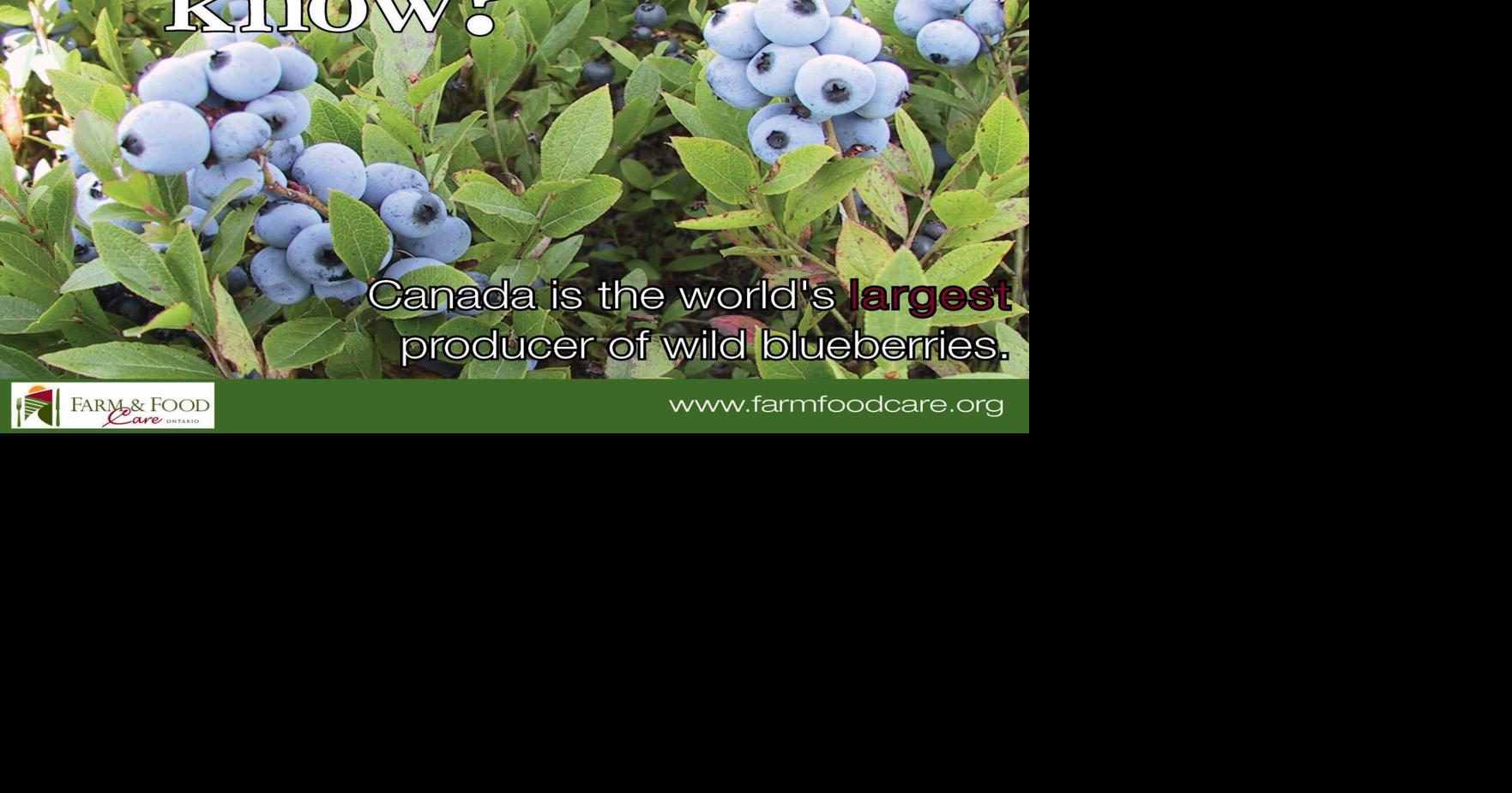 Wild blueberry growers to hold hybrid meeting Island Farmer