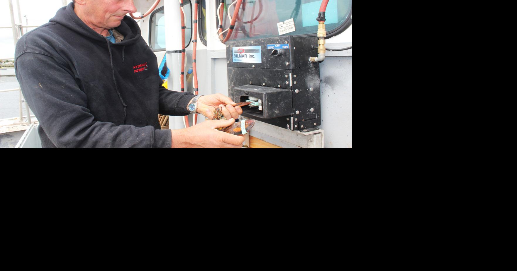 Multiple advantages come with automated lobster claw banding The