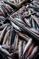 Mackerel