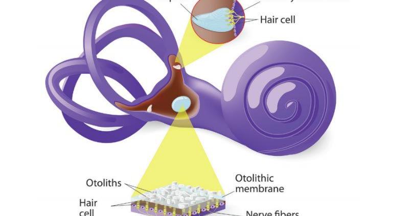 Have you heard about the crystals in your ears? | Features ...
