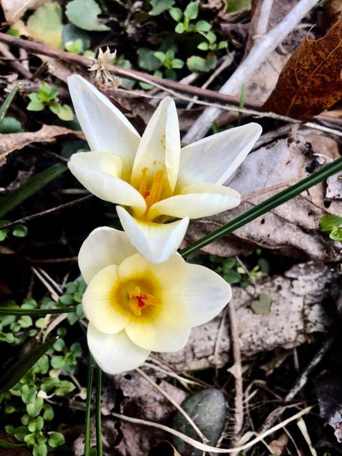 Welcoming the earliest spring in over a century