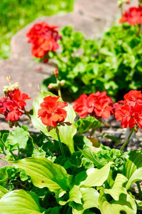 Pretty shades of summer