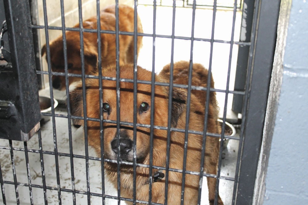 Perry shops county animal shelter