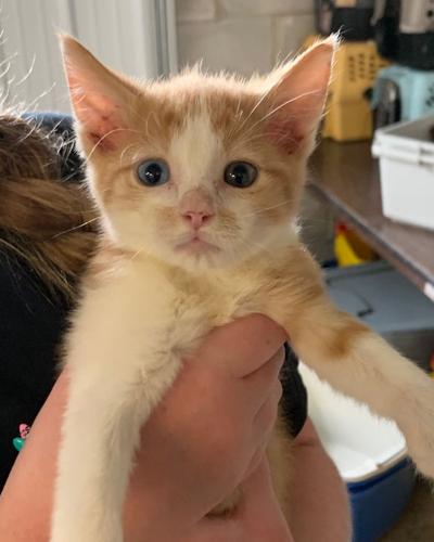 NWS-PT071269 Pet of the week 01.jpg