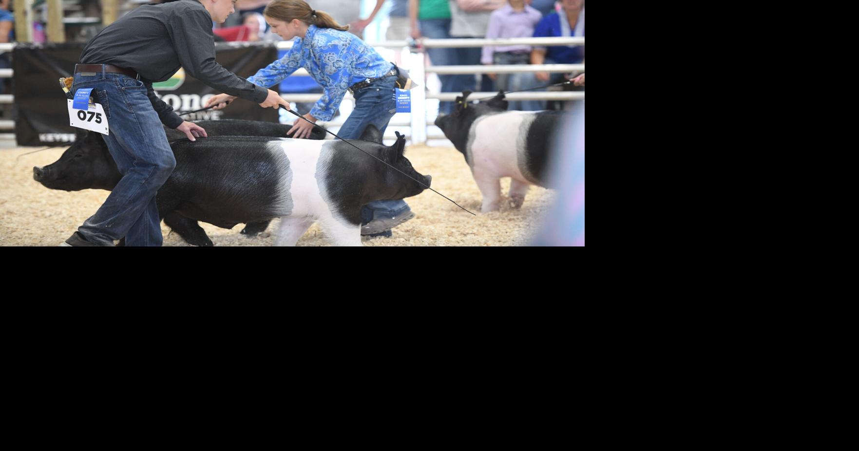 Cass County complimented by 4-H swine show judge