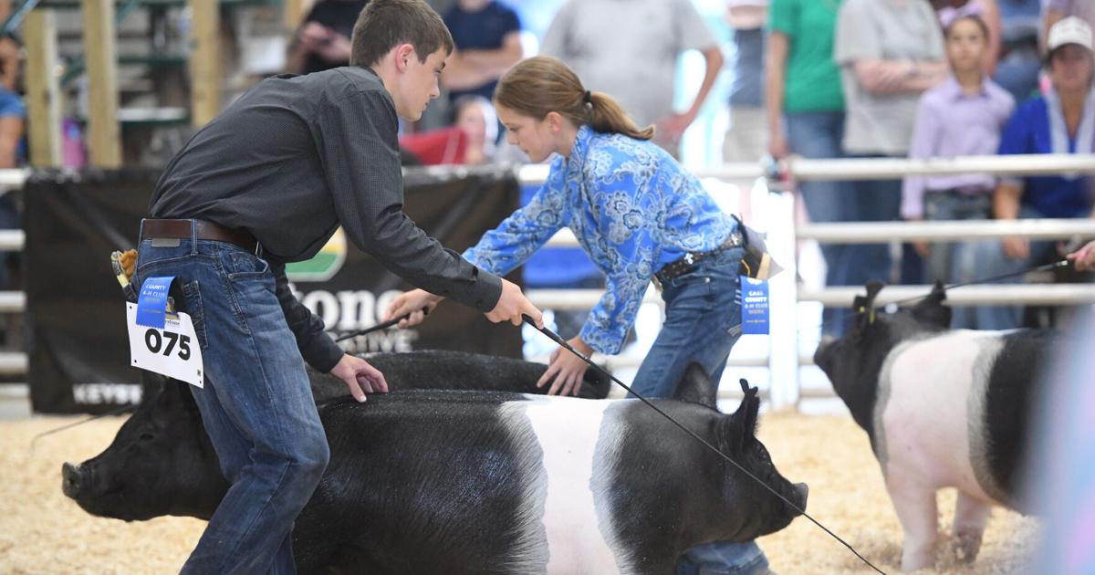 Cass County complimented by 4-H swine show judge