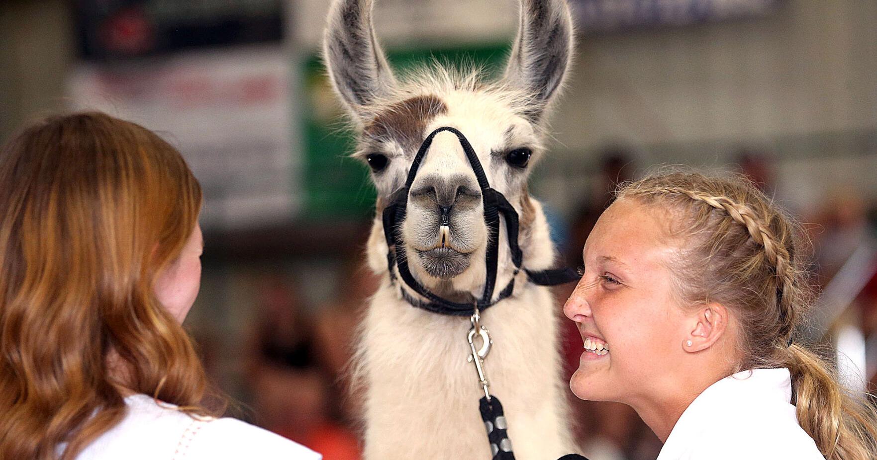 "Llamazing": Llama and alpaca show performed at the Cass County 4-H Fair | Cass County Fair - Vimarsana News