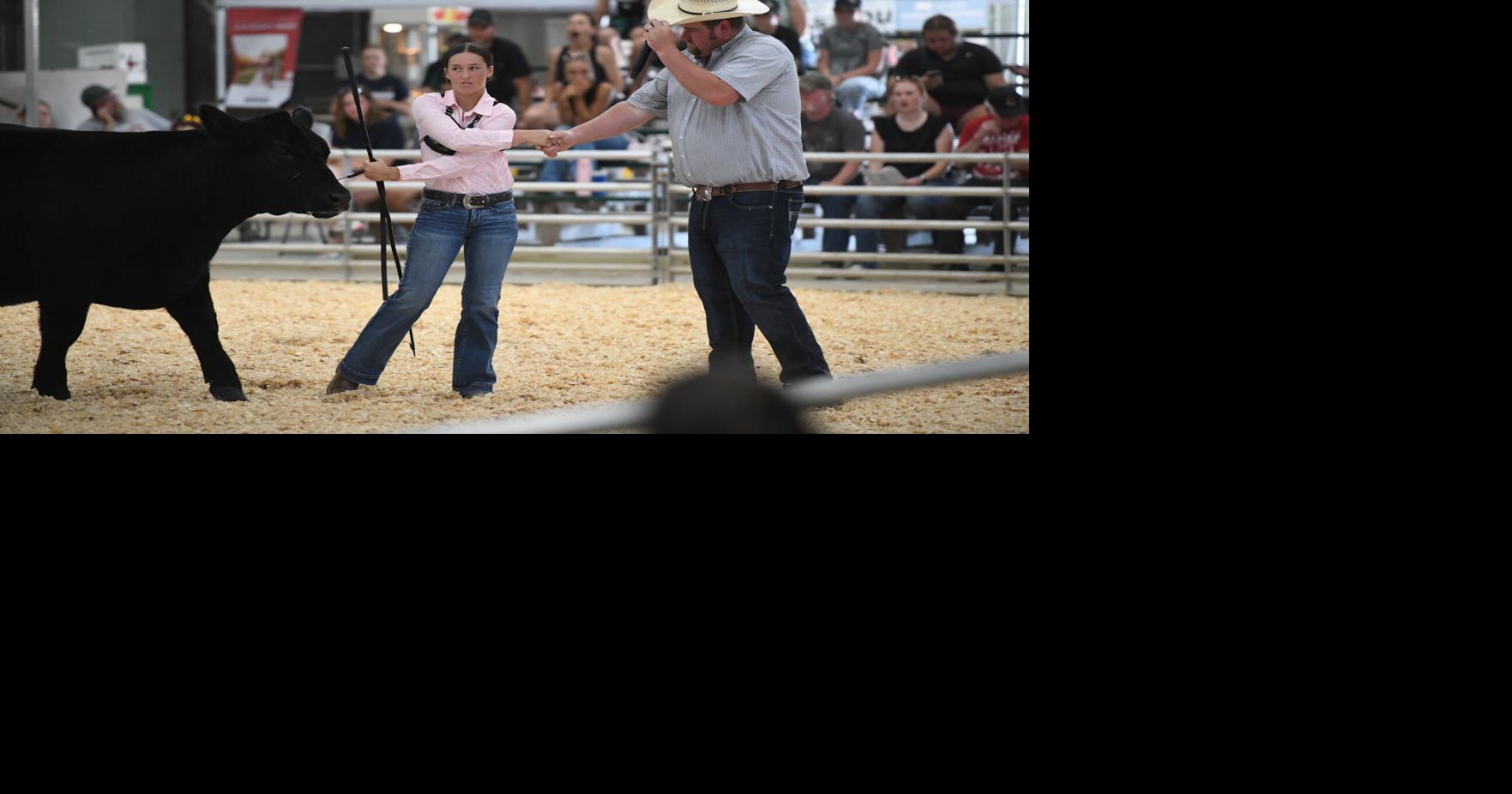 Cass County 4-Hers show cattle in 2026 fair