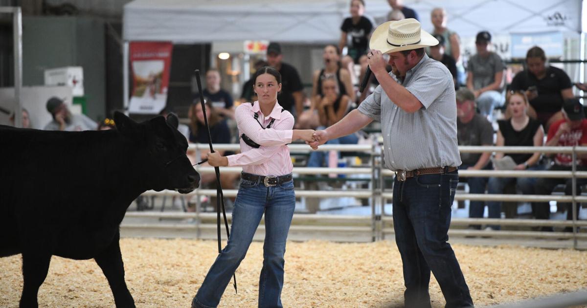 Cass County 4-Hers show cattle in 2026 fair