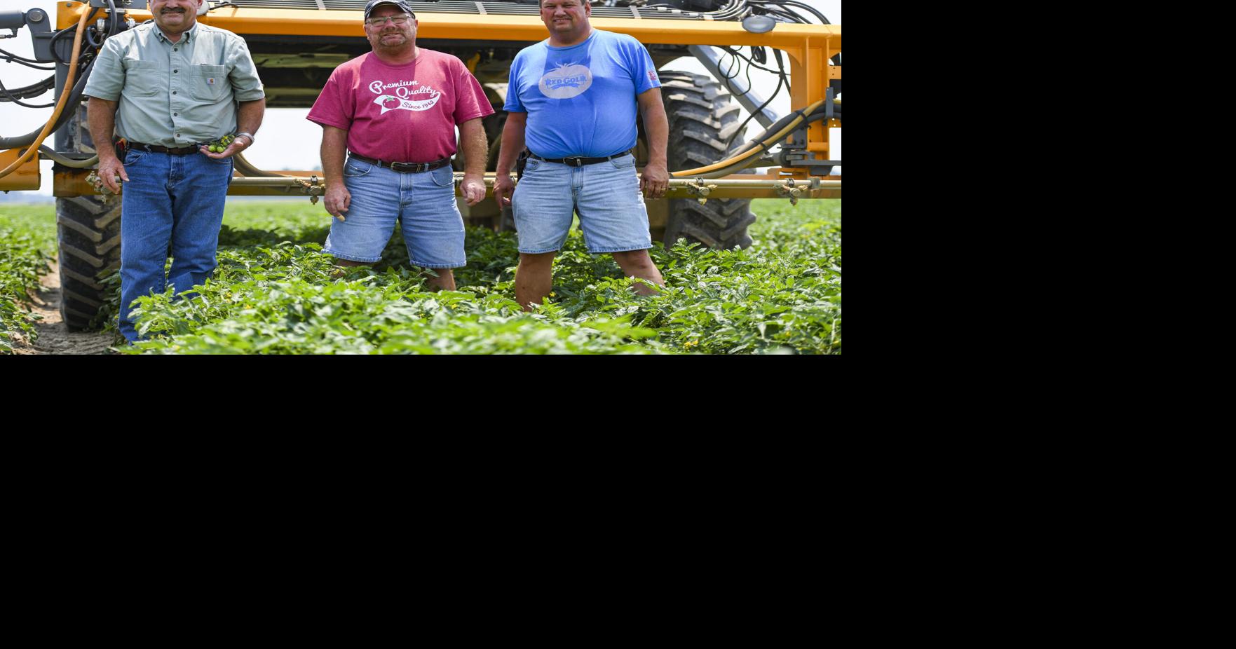 Galveston farmers supply Red Gold tomatoes for ketchup ...