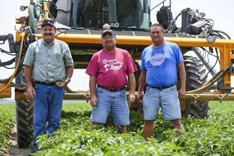 Galveston farmers supply Red Gold tomatoes for ketchup ...