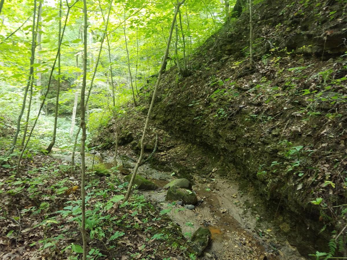 Frances Slocum State Forest set to be logged Local News