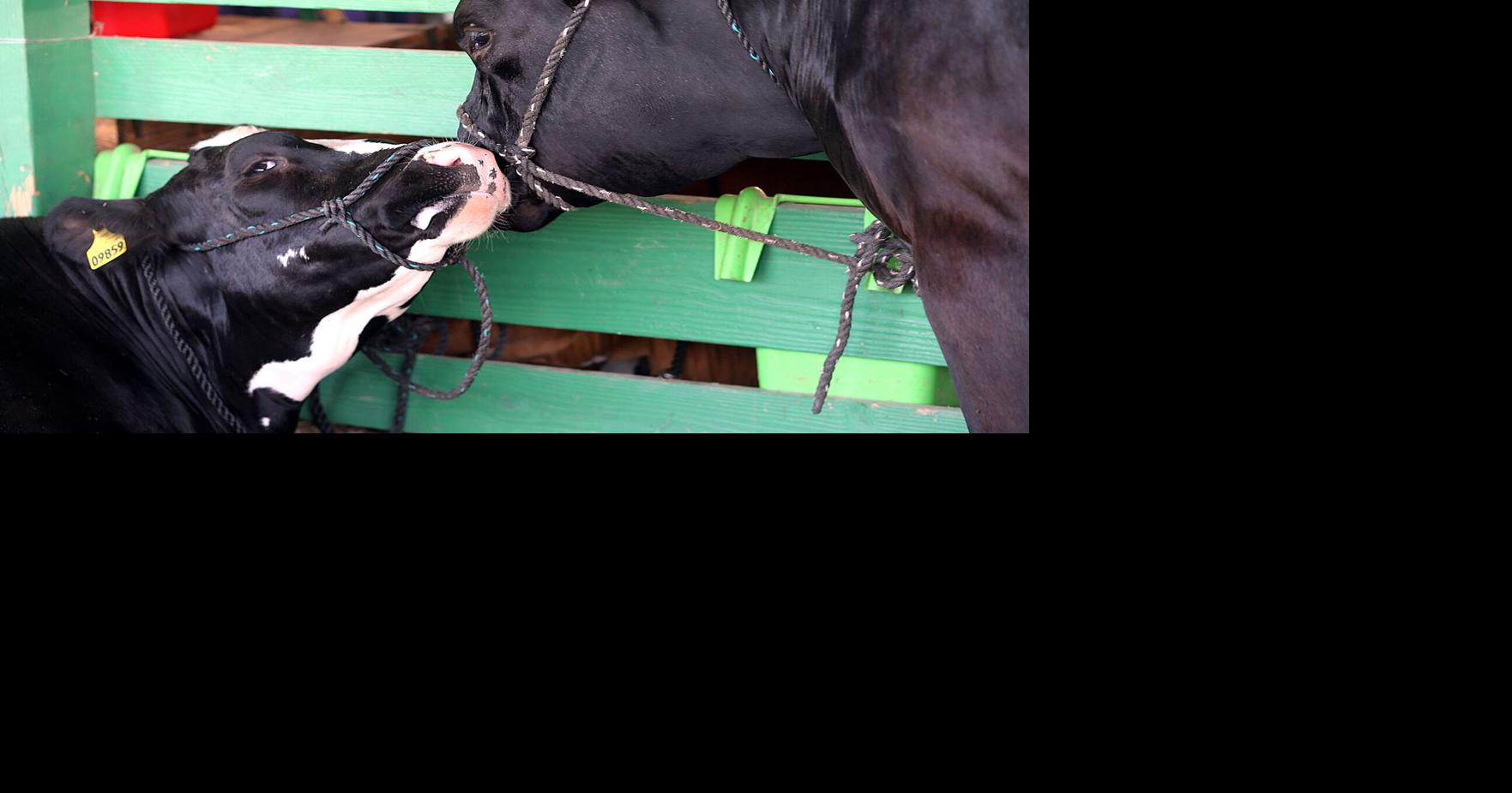 2023 Cass County 4-H Fair: Schedule, event guide and more | News |  pharostribune.com