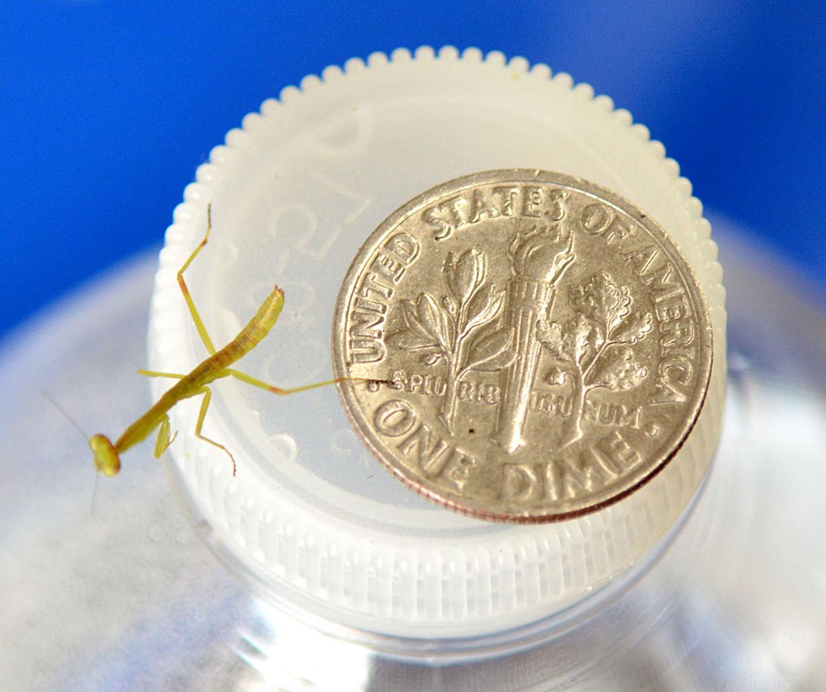 Praying mantis