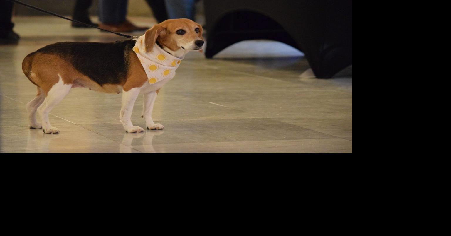 Beagles visit Indiana’s Statehouse to make case…