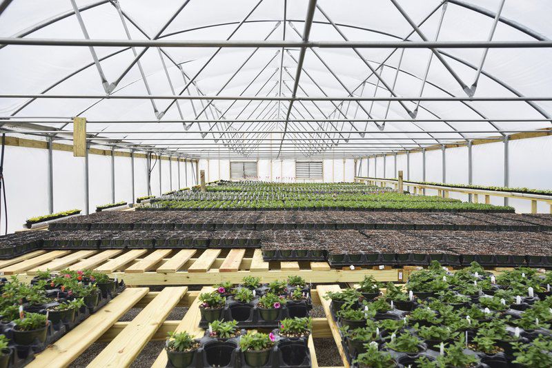 Rozzi's Greenhouse continues to expand | Local News | pharostribune.com