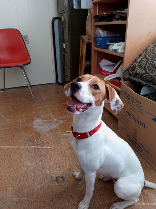 Pet of the Week: Shay the dog