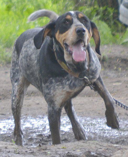 bluetick coonhound breeders indiana rescue organization is taking 16 bluetick coonhounds local news bluetick coonhound breeders indiana rescue organization is taking 16 bluetick coonhounds local news