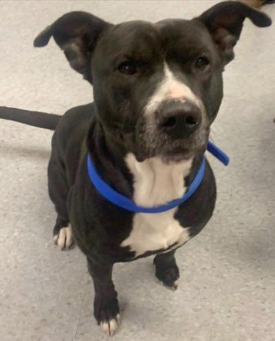 Pet of the week