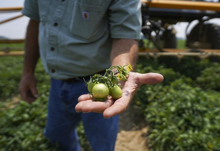 Galveston farmers supply Red Gold tomatoes for ketchup ...