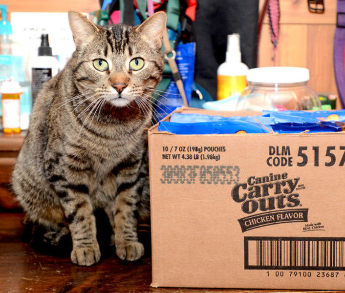 Facility for stray animals planned for Winamac Local News