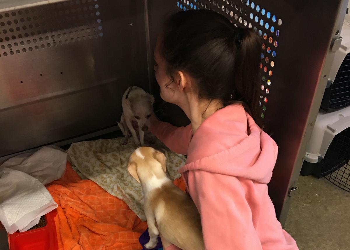 Animal Shelters Adapt To Coronavirus Restrictions Local News