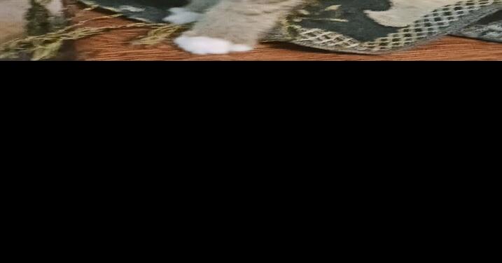 Pet of the Week: Edith the cat