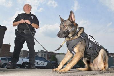 Vested In Safety Lpd Police Dog Gets Protective Outfit Local News Pharostribune Com