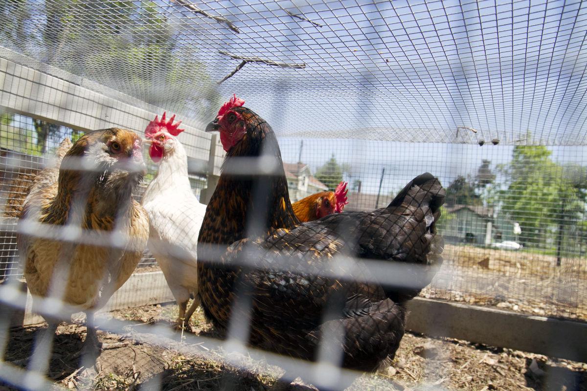 State Warns Backyard Chicken Farmers Of Avian Flu State News