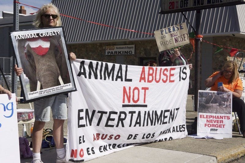 Protests surround the use of circus elephant at Kewanna Fall Festival