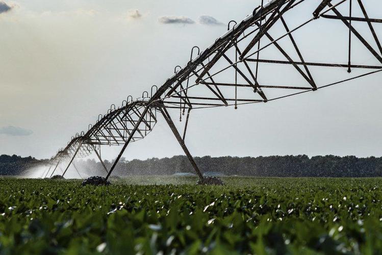 THANK A FARMER: Too much, then not enough | Local News ...