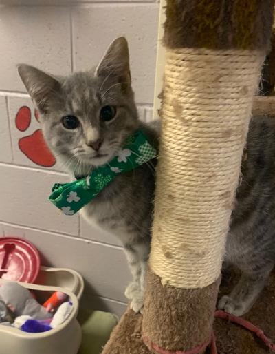 Pet of the week