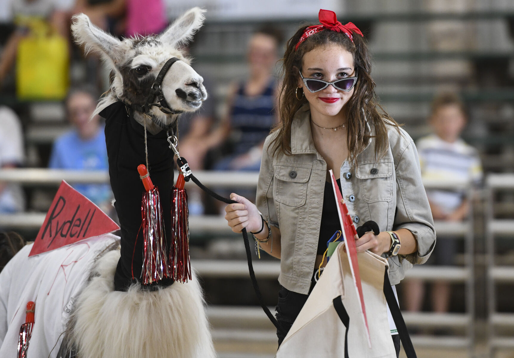 Llamas alpacas and 4 Hers get dressed up and decked out News