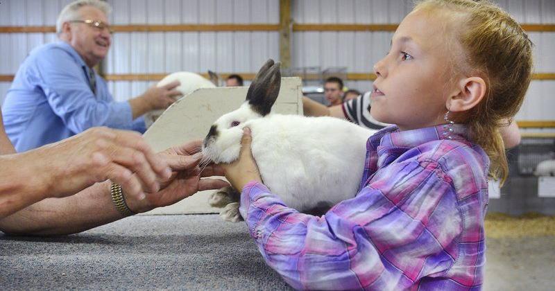 Wrangling rabbits: 4-H'ers show rabbits at Cass County fair | Local ...