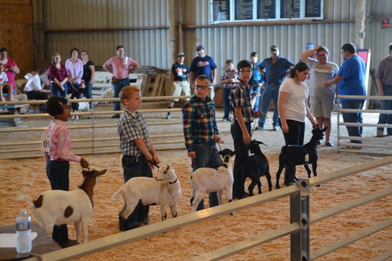 'Fainting goats' debut at Cass County 4H Fair Local News