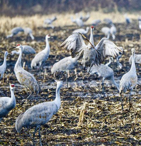 Thousands of Sandhill Cranes Arrive in Northwest Indiana, Highlighting  Importance of Conservation Efforts