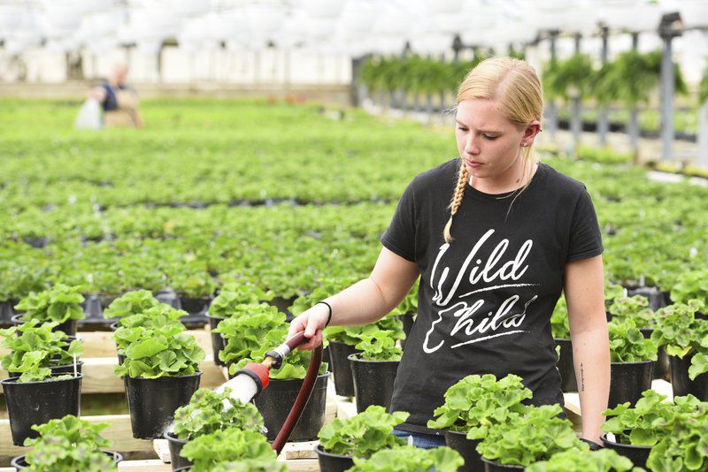 Rozzi's Greenhouse continues to expand Local News