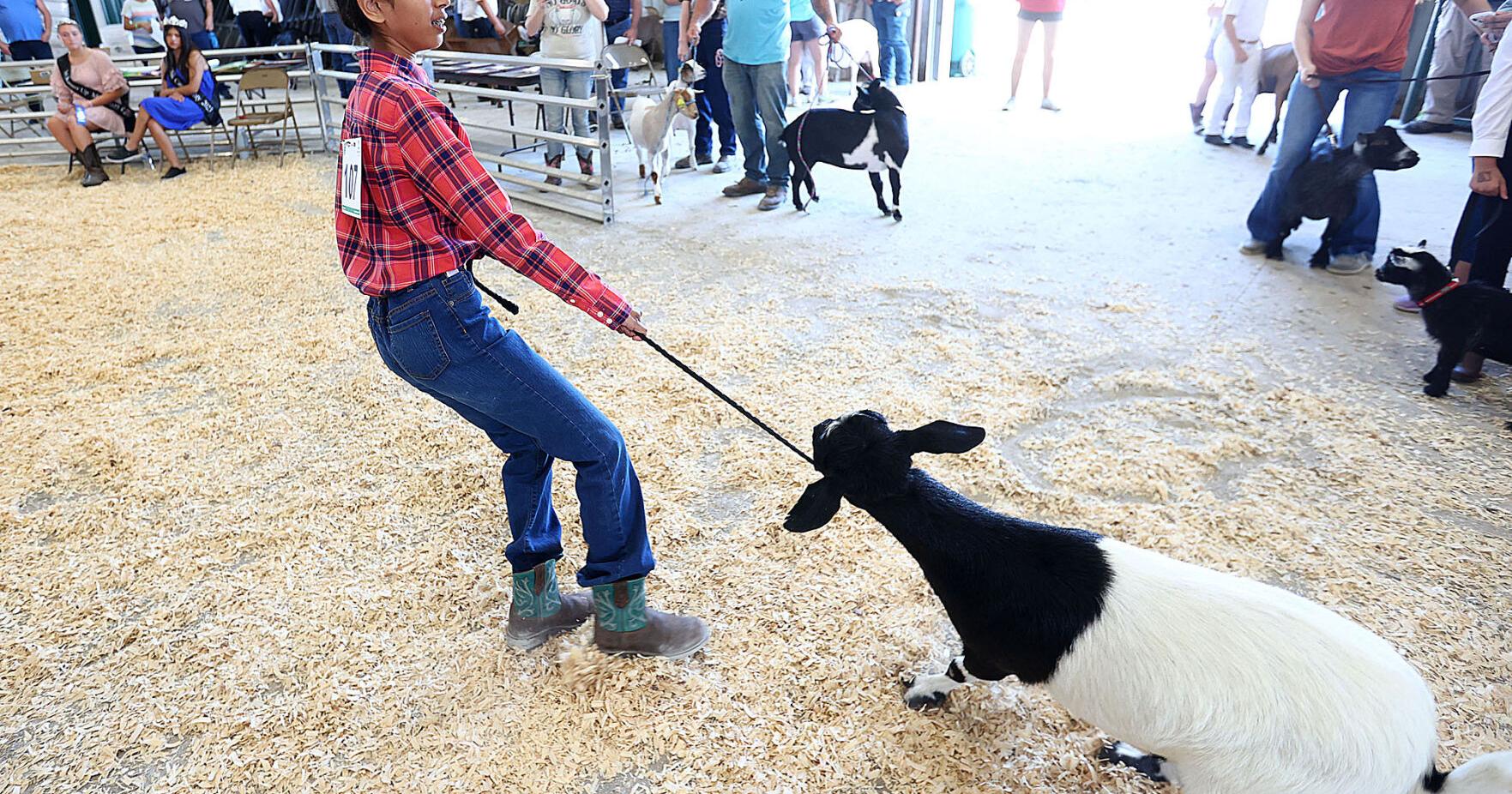 Goat breeds take center stage at the Cass County 4-H fair - Vimarsana News
