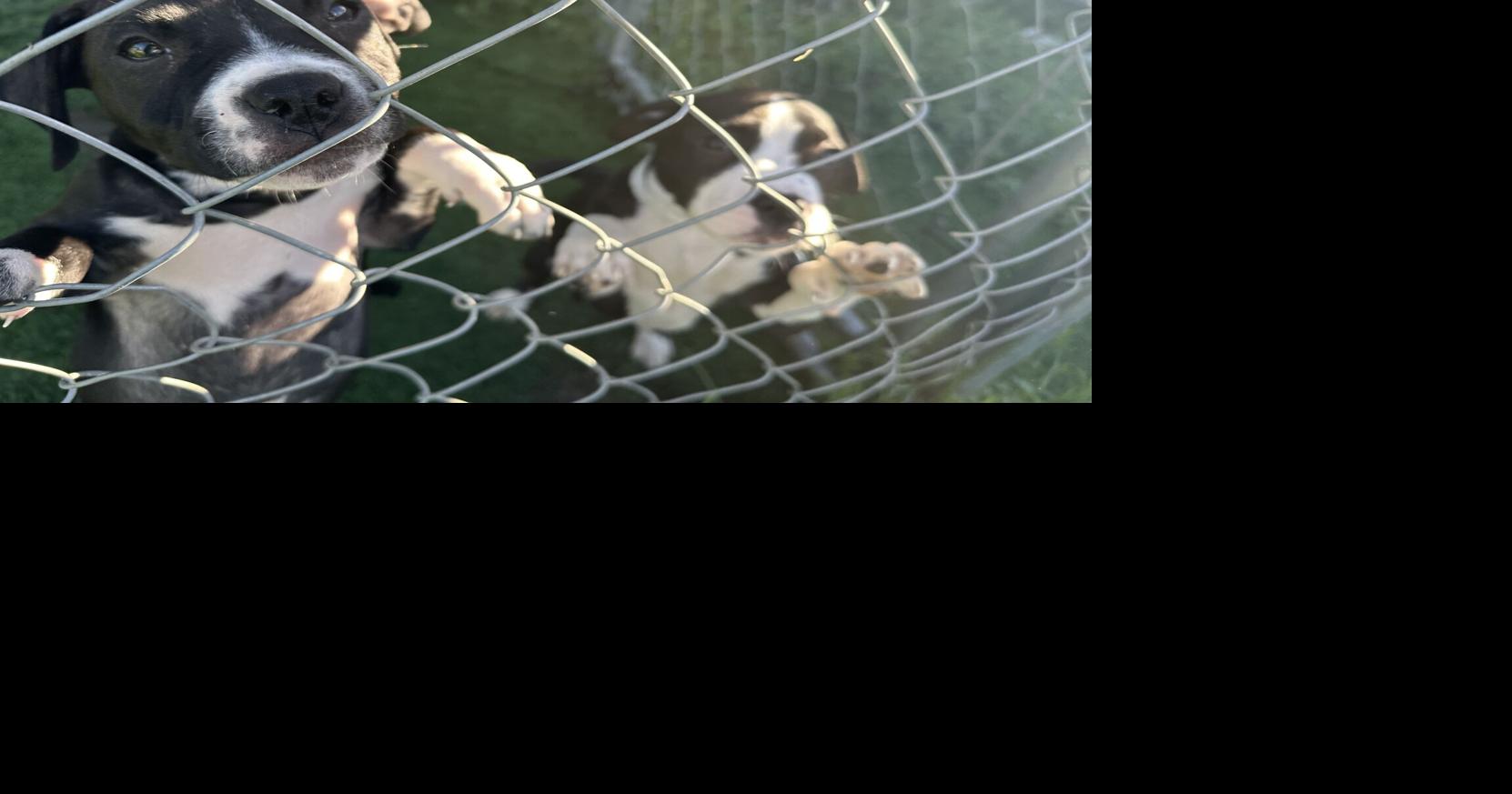 Humane Society, others work to curb stray animal populations