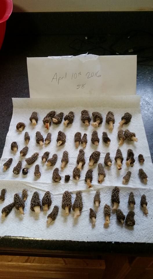 Mushroom hunting, spring 2016 around Logansport Local News